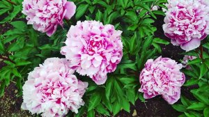 multilayered peonies  pink flowers , magic многослойные розовые пионы редкие сорта