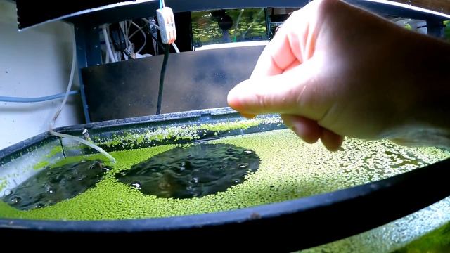 Master the Art of Aquarium Shrimp Keeping with Biofilm: The Ultimate Guide смотреть онлайн