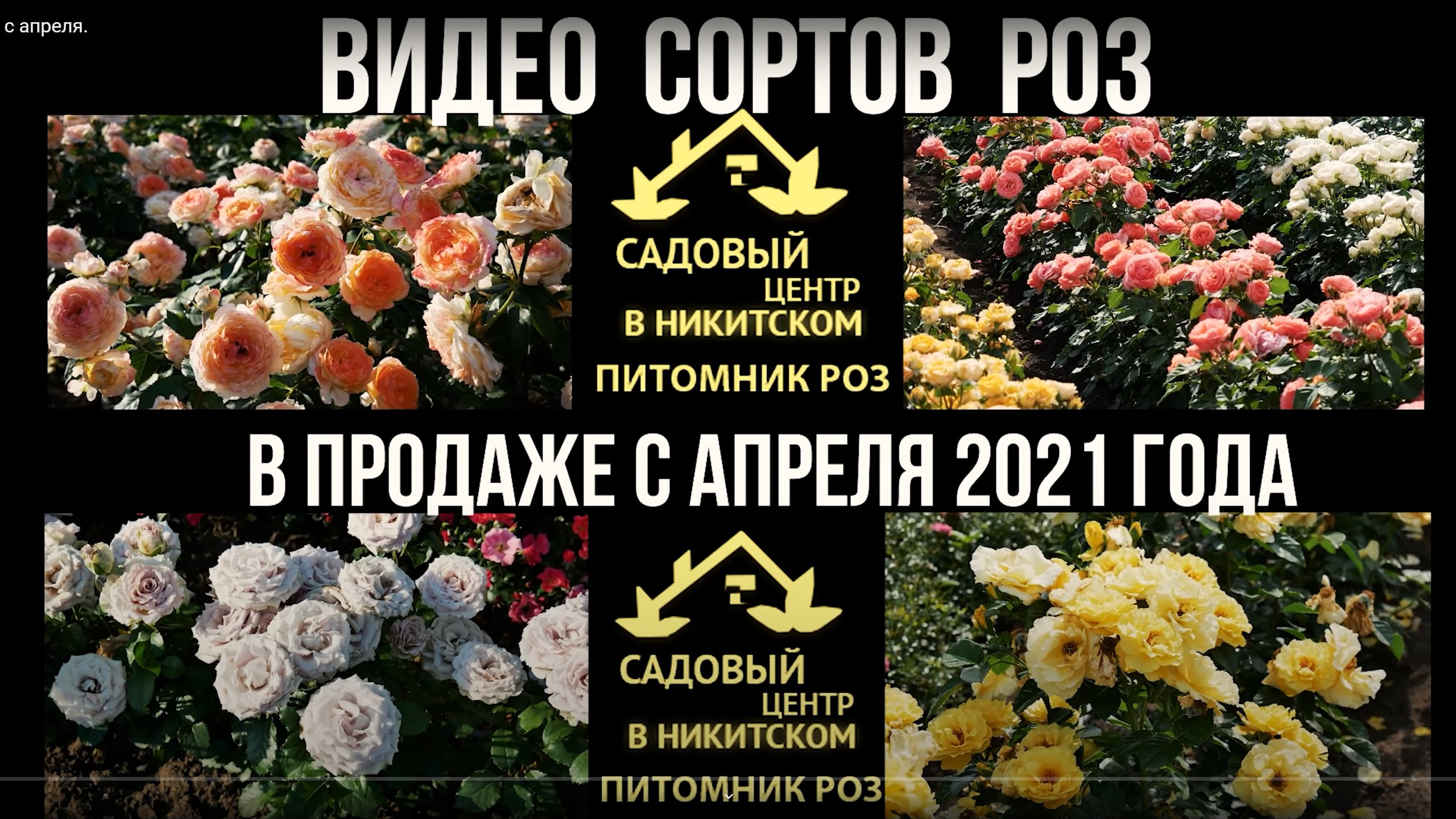 Сорта роз 2021 в продаже с апреля_.mp4