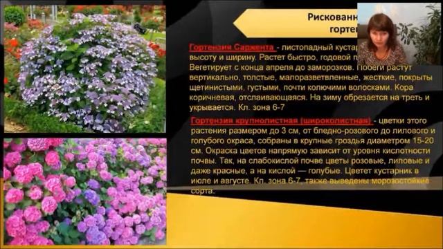 Гортензии в условиях северо запада - полная информация смотреть онлайн