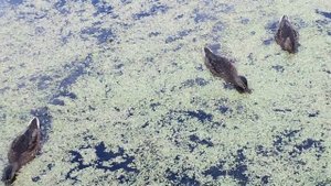 смешные утки на цветущем озере