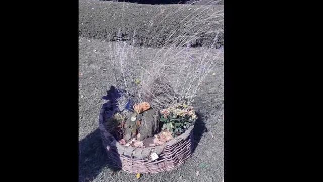 Victoria Regia 2019 смотреть онлайн