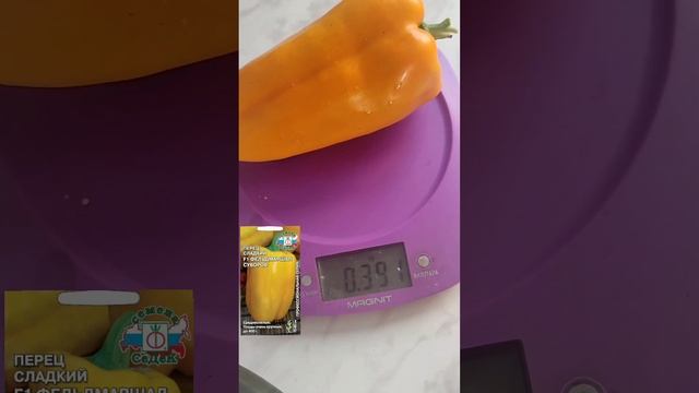 обзор жёлтого перца Фельдмаршал Суворов от @agrocompany_sedek