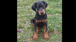 Doberman Puppies For Sale [In Cheap] | Dogs Price List | [2019]