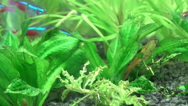 Новый аквариум на 30 литров смотреть онлайн