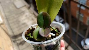 ВЫ НЕ ПОВЕРИТЕ, НО ТАКОЕ ВОЗМОЖНО! ЖЕЛТЕЮТ ЛИСТЬЯ ОРХИДЕИ? ЧТО ДЕЛАТЬ? СУПЕР НАСТОЙ! ХЛОРОЗ ПРИЧИНЫ