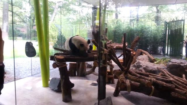 Берлин. Панда. смотреть онлайн