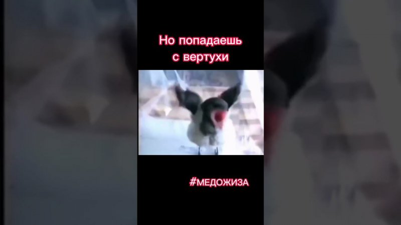 #медожиза про СВЕДЕНИЕ