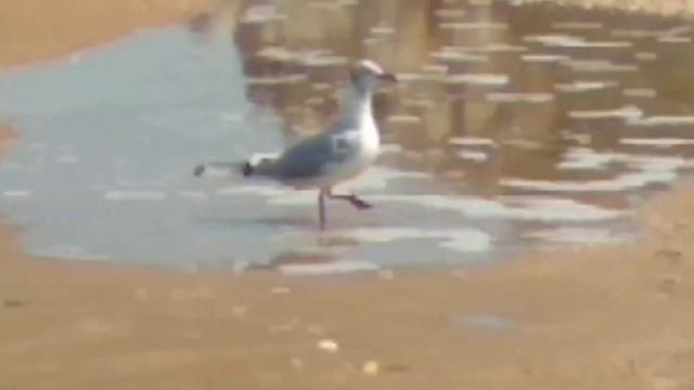 Чайка. Море и песок Генеральские пляжи.Отдых в палатке. Gull. Sea and sandy beaches. Rest in a tent смотреть онлайн