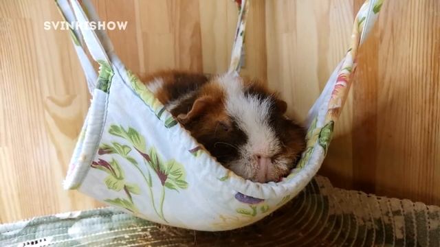 Свинка Толька в Гамаке. Очень Нравится Он Мне! смотреть онлайн