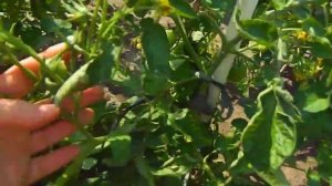 Томат Купидон, обзор цветущего растения.