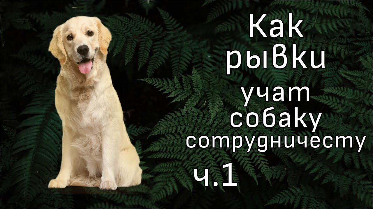 Как НЕ надо гулять с собакой Комментирую видео зоопсихолога Евгении Маныкиной