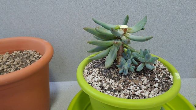 Graptosedum Francesco Baldi triunfante entre decapitaciones y plantar decapitadas. смотреть онлайн