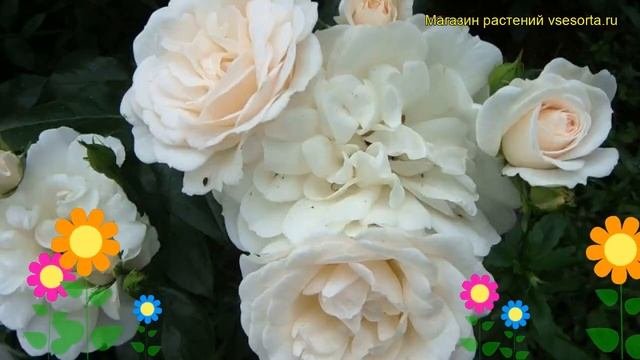 Роза флорибунда Карт Бланш. Краткий обзор, описание характеристик, где купить саженцы Carte Blanche