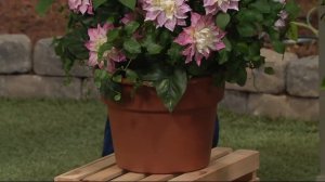 Roberta's 3-piece Long-Blooming Double Clematis on QVC