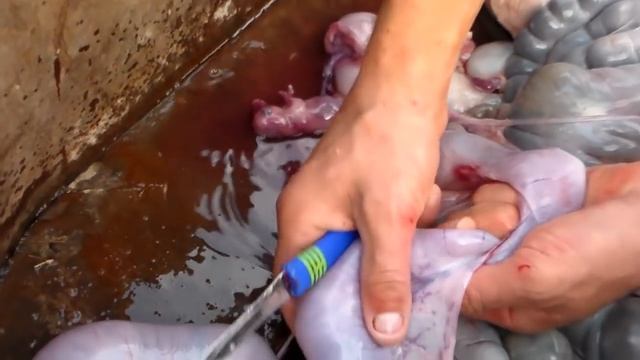 Неприятный сюрприз при разделки свинки.An unpleasant surprise when butchering pigs. смотреть онлайн