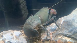 Ябби-разрушитель, Автралийский синий рак, Gherax destructor