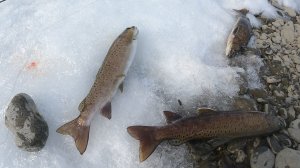 В горы с пенсионерами. Рыбалка на горной реке Нимелен.