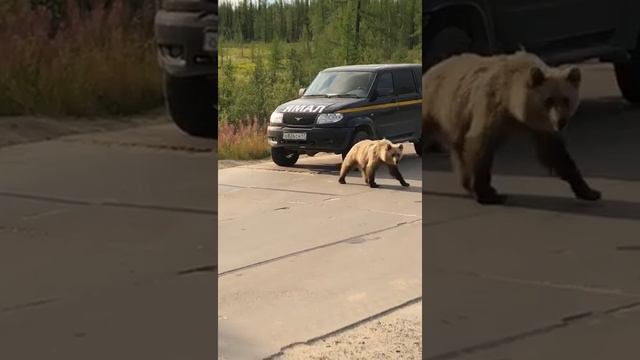 Медведь на трассе у машины