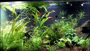 Полгода без подмен. Аквариум 240 литров.