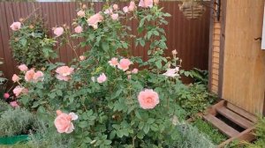 Эту РОЗУ от MASSAD РЕКОМЕНДУЮ для ПОДМОСКОВЬЯ!???