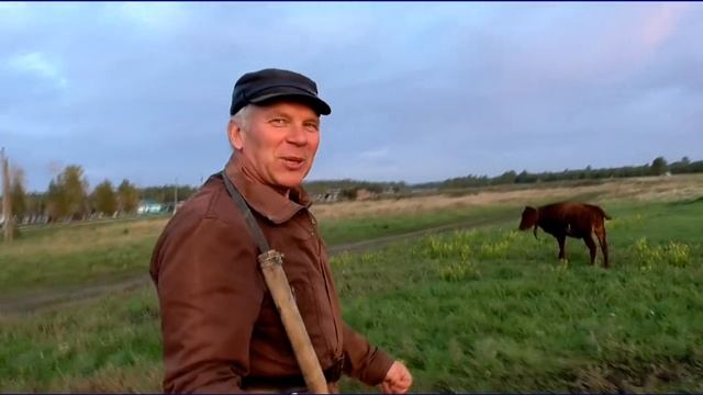 Бык производитель Бажениты не слушается хозяина бодает рогом смотреть онлайн