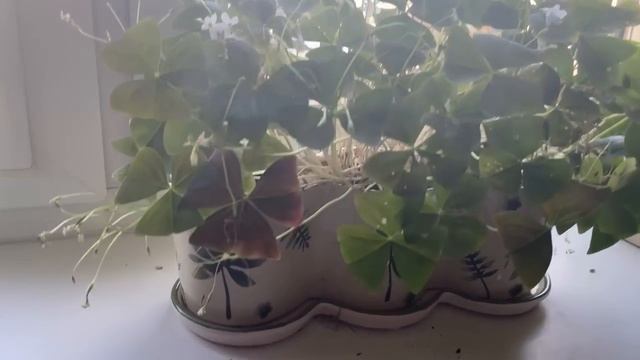 Кислица. Чудо преображения