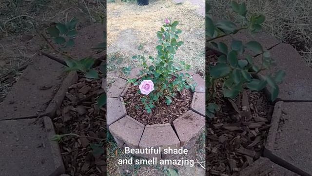 Planting "Blue girl" rose - mauve color