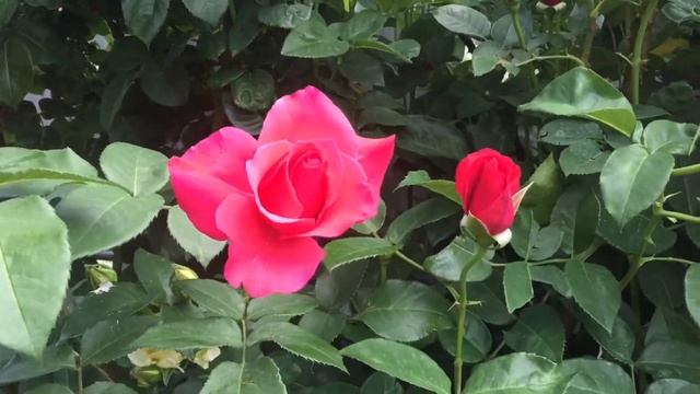 Роза ВЫСОЦКОГО! Роскошь плетистой розы!!! смотреть онлайн