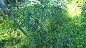 Гороховые деревья, огород который удивляет уже в первом сезоне