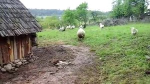 (3) Выпускаем барана - производителя породы иль де франс к стаду.