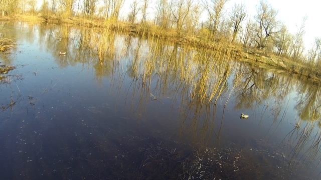 Охота на селезня весной с электроманком