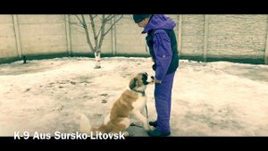 Дрессировка Московской Сторожевой. 8 месяцев. 3 недели обучения. ( Пансион )