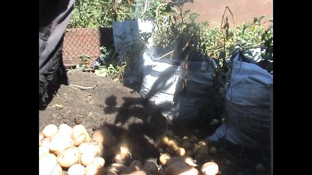 Выращивание картофеля в мешках глазками хороший результат 15 сентября 2021 год смотреть онлайн