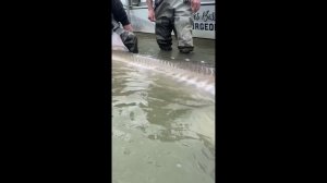 огромный осётр #Shorts