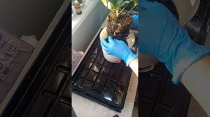 Пересадка шефлеры