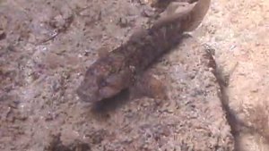 © Рыбы Чёрного моря. Бычок (Gobius cobitis) // Fish of the Black Sea