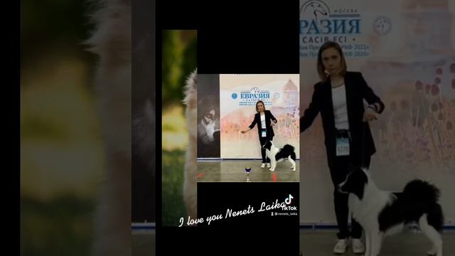 Ненецкая оленегонная лайка (оленегонка, оленегонный шпиц, nenets laika) смотреть онлайн