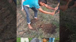 Stevia farming in utrakhand india