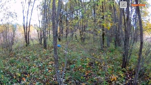 Грибная поляна белых груздей, не перестаёт радовать. смотреть онлайн