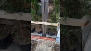 Реанимировать тую, реально?