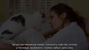 Как понять, что кошка тебя любит — признаки чувств питомца