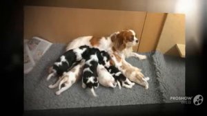 Кавалер кинг чарльз спаниель порода собак