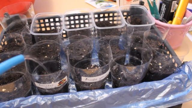 Посадка перца в стаканы . Простой способ . смотреть онлайн