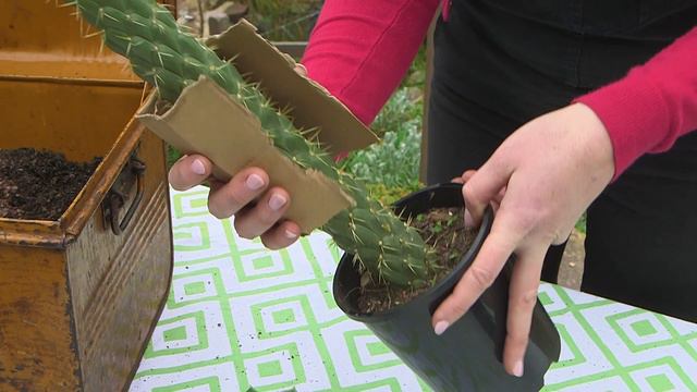 Upcycled Cacti & Succulent Planter // Upcycled Metal Chest // The Gardenettes смотреть онлайн