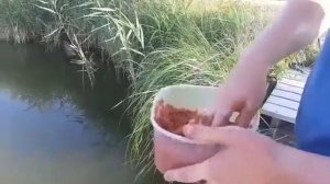 Подкормка для карпа,для рыбалки с корабликом.