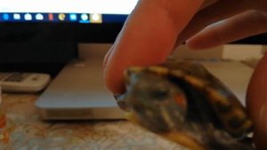 самая маленькая черепашка