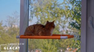 Обзор особенностей GLACAT SUNNY