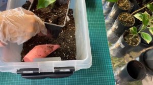 Пересадка цитрусов от Сергея Маринкова.  И с сайта Беккер. И из Павловского питомника.