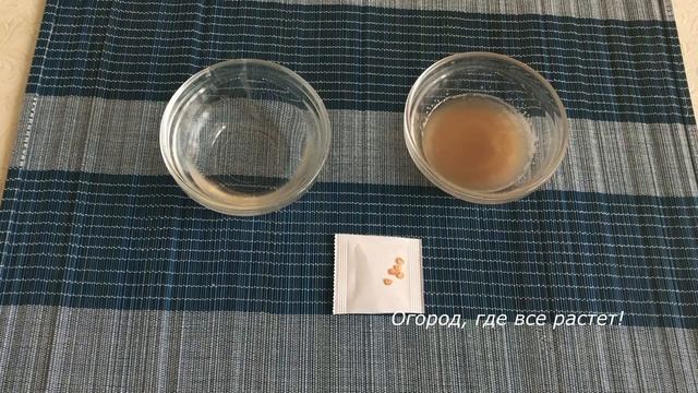 574. Узнала новый способ проращивания семян перца смотреть онлайн